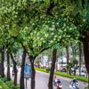 Hạnh Đỗ
