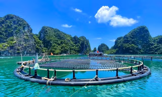 Loại lồng HDPE được làm từ nhựa siêu bền, chịu được sóng gió cấp 12, tuổi thọ trên 20 năm