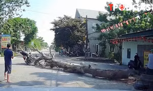 NÓNG 10/9: Vụ cưa cây đổ ra đường, đè chết người đi xe máy ở Thanh Hóa: Trách nhiệm pháp lý ra sao?