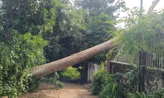Cây cổ thụ bật gốc, đè sập phòng khách nhà dân ở Đắk Lắk