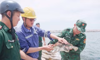 Rùa biển 12kg nằm trong Sách đỏ 'đi lạc' vào nhà máy nhiệt điện