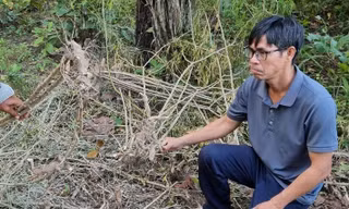 Voi rừng áp sát khu dân cư, tấn công voi nhà ở Đắk Lắk