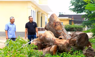 Vụ hàng cây xà cừ bị cưa hạ bất thường: Chủ tịch tỉnh Gia Lai chỉ đạo xử lý cá nhân liên quan 