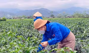 Nữ thủ lĩnh Đoàn xuất ngoại ớt xanh thu tiền tỷ, tạo cảm hứng cho thanh niên bản làng lập nghiệp