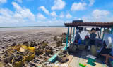 Thủ phủ hàu Vân Đồn điêu đứng, hàng Trung Quốc giá rẻ tràn lan 
