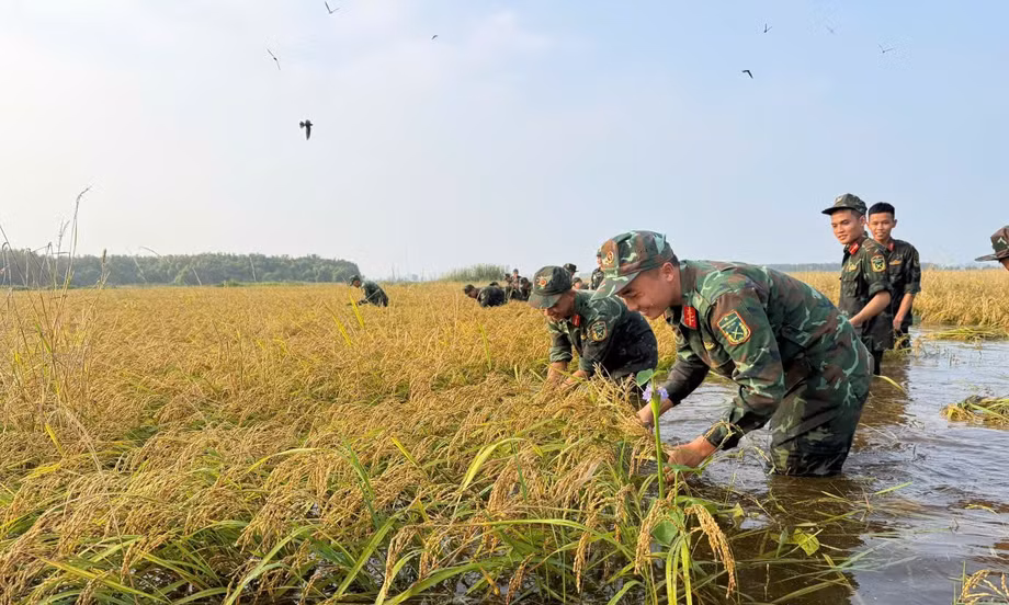 Bộ đội giúp dân gặt lúa 'chạy' lũ ở Tây Ninh 