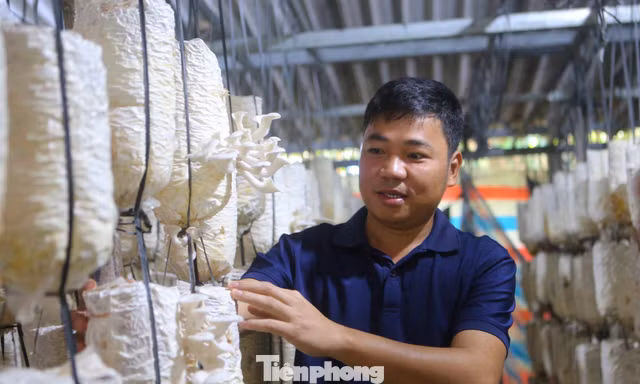  Chàng trai bỏ phố về quê khởi nghiệp với nấm, mỗi năm lãi 300 triệu đồng