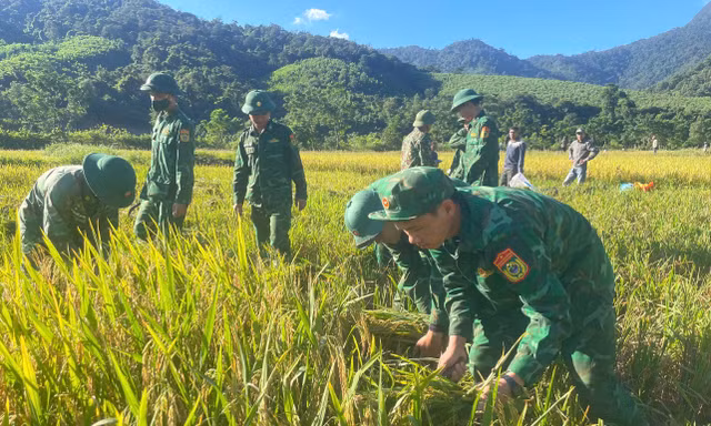 Bộ đội biên phòng xuống đồng giúp dân vùng biên gặt lúa