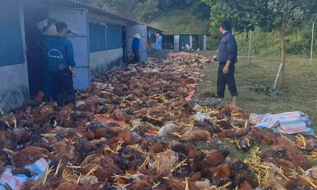 Chập điện, hơn 3.000 con gà chết ngạt