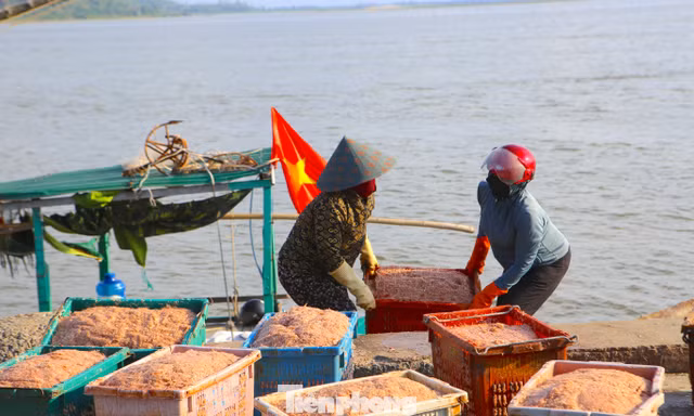Trúng 'lộc' biển, ngư dân thu tiền triệu mỗi chuyến