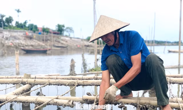 'Hái ra tiền' với nghề thả dây trên sông cho hàu bám 