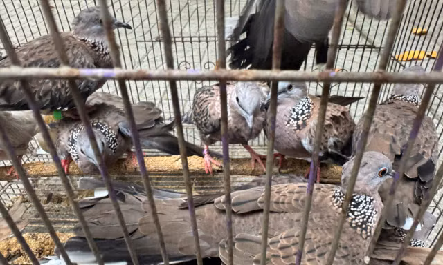Phát hiện 'trại' chim hoang dã tại nhà dân