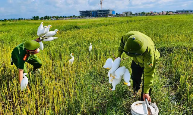 Tháo dỡ 'ma trận' bẫy tận diệt chim trời mùa di cư