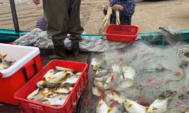 Ngư dân trúng đậm cá chim vàng sau những ngày mưa lớn