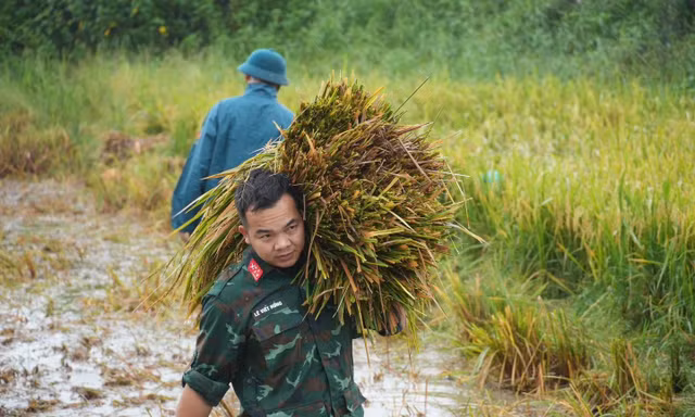 Lúa đổ rạp sau mưa lớn, bộ đội, công an xuống đồng hỗ trợ giúp dân 