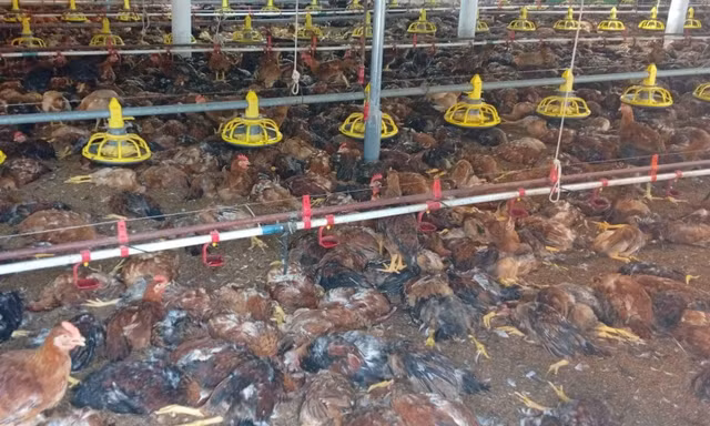 Hơn 1 tỷ đồng 'bốc hơi' sau sự cố chập điện tại trang trại gà