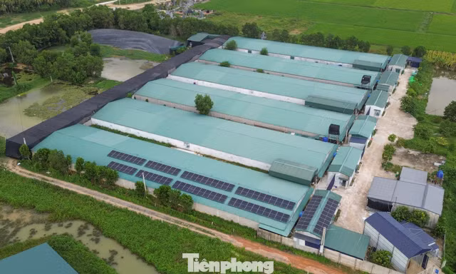 Trang trại vịt 30.000 con nhiều năm gây ô nhiễm