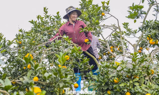 Bội thu loại cam đặc sản nổi tiếng Thanh Hóa 