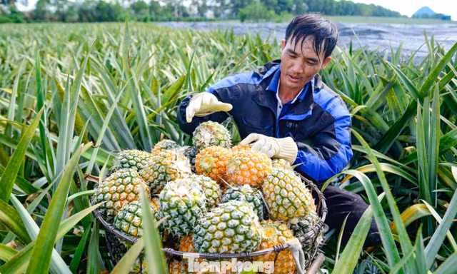 Thu hoạch dứa dưới thời tiết 40 độ C 