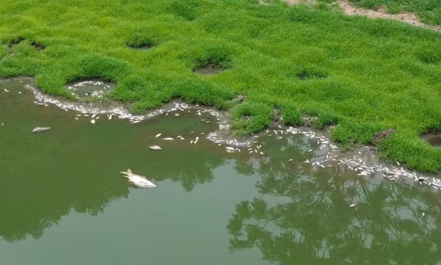 Làm rõ nguyên nhân cá chết trắng hồ