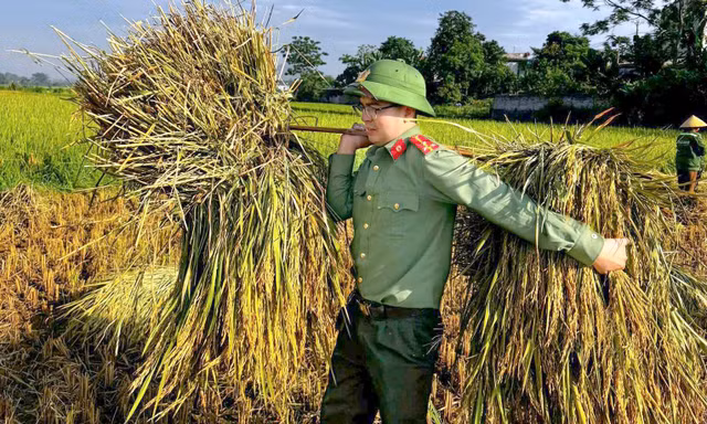 Công an lội ruộng giúp dân mùa gặt