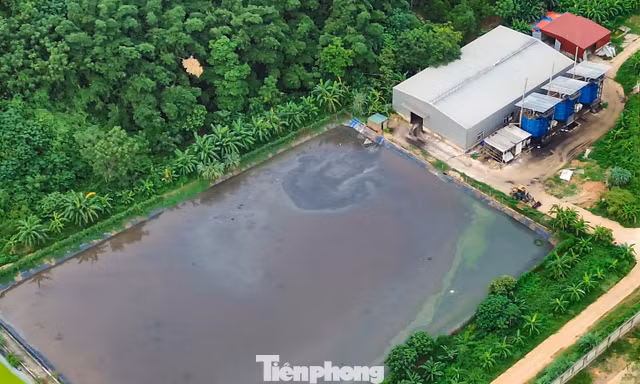 Nguy cơ nước thải chưa qua xử lý chảy tràn ra môi trường ở trang trại lợn rộng 100ha