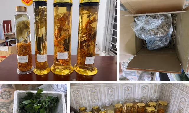 Cô gái lừa bán Sâm Ngọc Linh trên mạng
