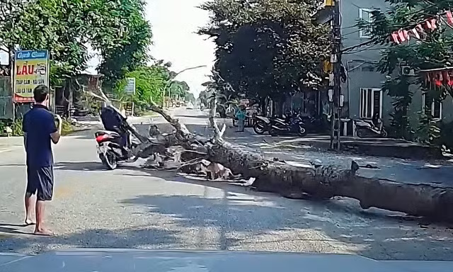 Vụ cây đổ đè chết người đi đường: Công an triệu tập người cưa cây 