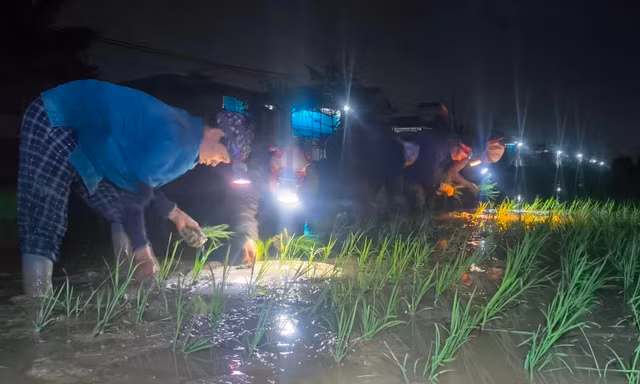 Chong đèn cấy lúa xuyên đêm để tránh nắng bỏng rát ban ngày