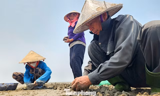 Nhọc nhằn nghề nuôi ngao trên bãi triều ven biển Nghệ An