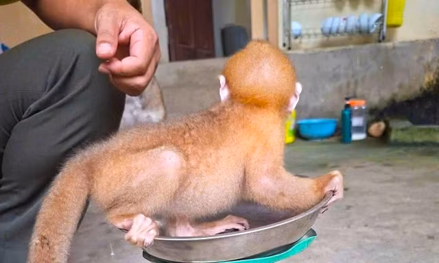Nhiều động vật quý hiếm được cứu hộ thả về môi trường tự nhiên