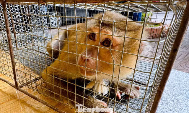 Người dân giao nộp 2 cá thể khỉ quý hiếm để thả về môi trường tự nhiên