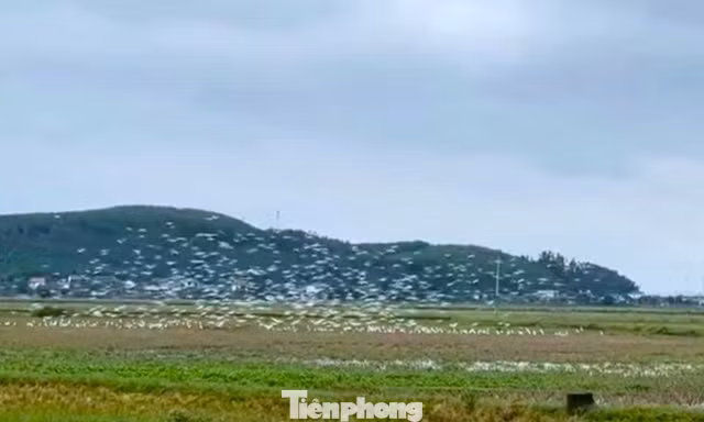 Cò trắng kéo về từng đàn trên cánh đồng Nghệ An 