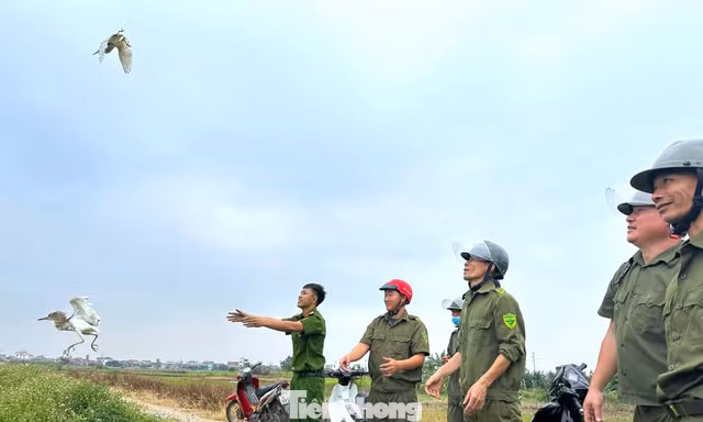 Đàn cò trắng giữa mùa bẫy chim trời