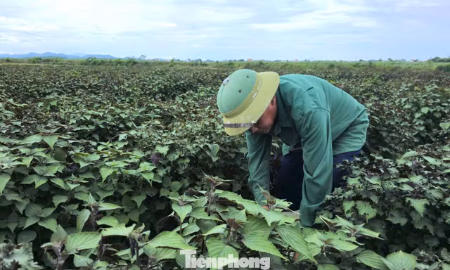 Tía tô có giá trị gì mà nông dân tính thu tiền tỷ?