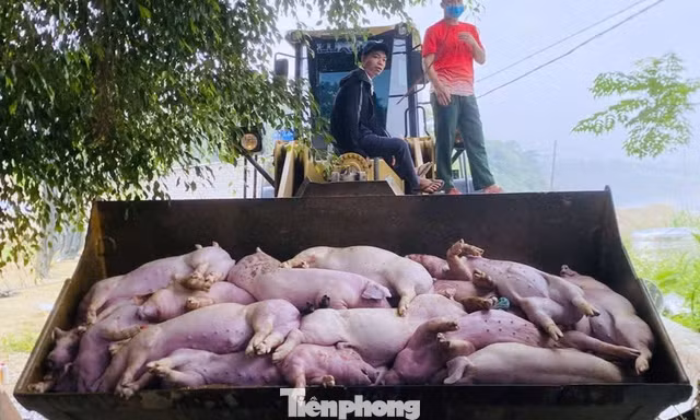 Hơn 450 tấn lợn bị tiêu hủy, dịch tả vẫn diễn biến phức tạp ở Nghệ An