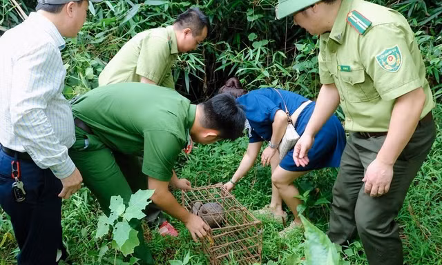 Bắt được động vật quý hiếm, người dân giao nộp để tái thả về tự nhiên