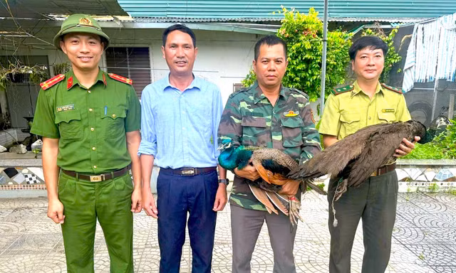 Trên đường đi làm, người đàn ông phát hiện 2 con chim quý hiếm