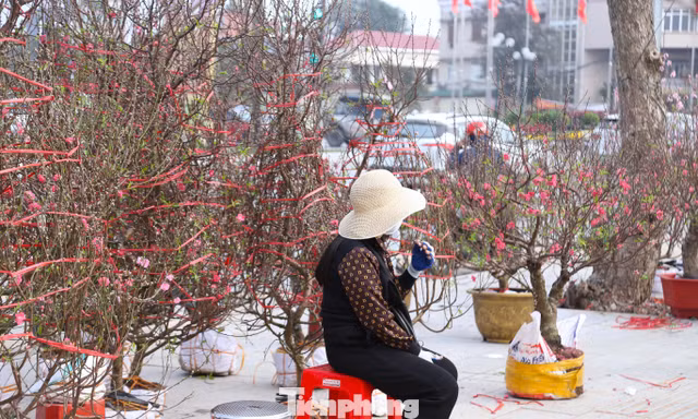 Mai, đào xứ Nghệ giá rẻ vẫn 'ngóng' khách