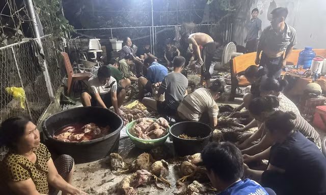 Hàng trăm con gà chết ngạt, bà con kéo đến mua ủng hộ