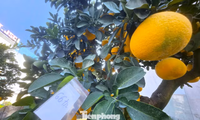 Quất, bưởi ‘siêu quả’ giá hàng chục triệu đồng rộn ràng xuống phố