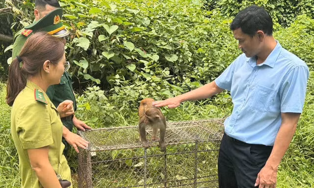 Người dân tự nguyện giao nộp khỉ vàng để thả về tự nhiên