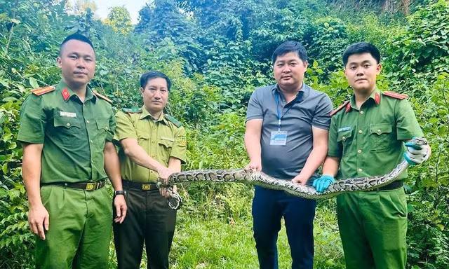 Trăn quý dài 4,5 m bò vào nhà dân ở Nghệ An