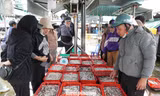 Ngư dân miền Trung trúng 'lộc' mực nháy dịp áp Tết