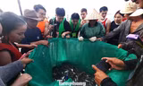Đà Nẵng: Du khách kéo nhau 'đột nhập' chợ cá lúc rạng sáng