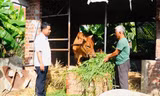 Thoát nghèo bền vững ở Quảng Ngãi với 'ngân hàng bò'