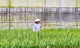 Mưa lạnh, gió mạnh, vùng hoa lay ơn lớn nhất nhì miền Trung 'nín thở' chờ Tết