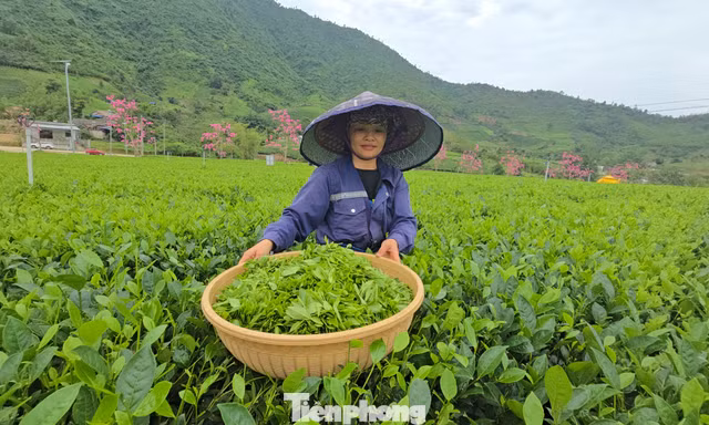 Tận thấy mô hình Hợp tác xã Xã hội chủ nghĩa 