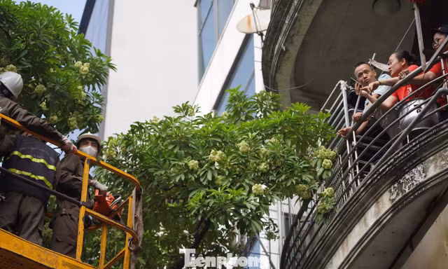 Hà Nội sẽ thay thế hoa sữa phố Nguyễn Du bằng cây sao đen
