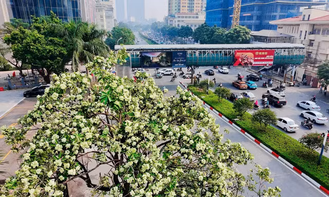 Hà Nội tính thay thế dần những nơi trồng hoa sữa quá dày 